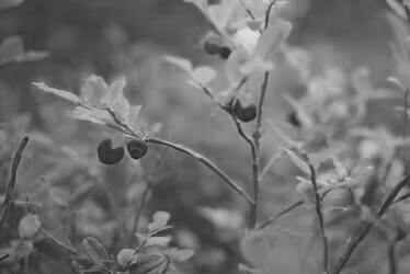 Pépinière Untourpousse